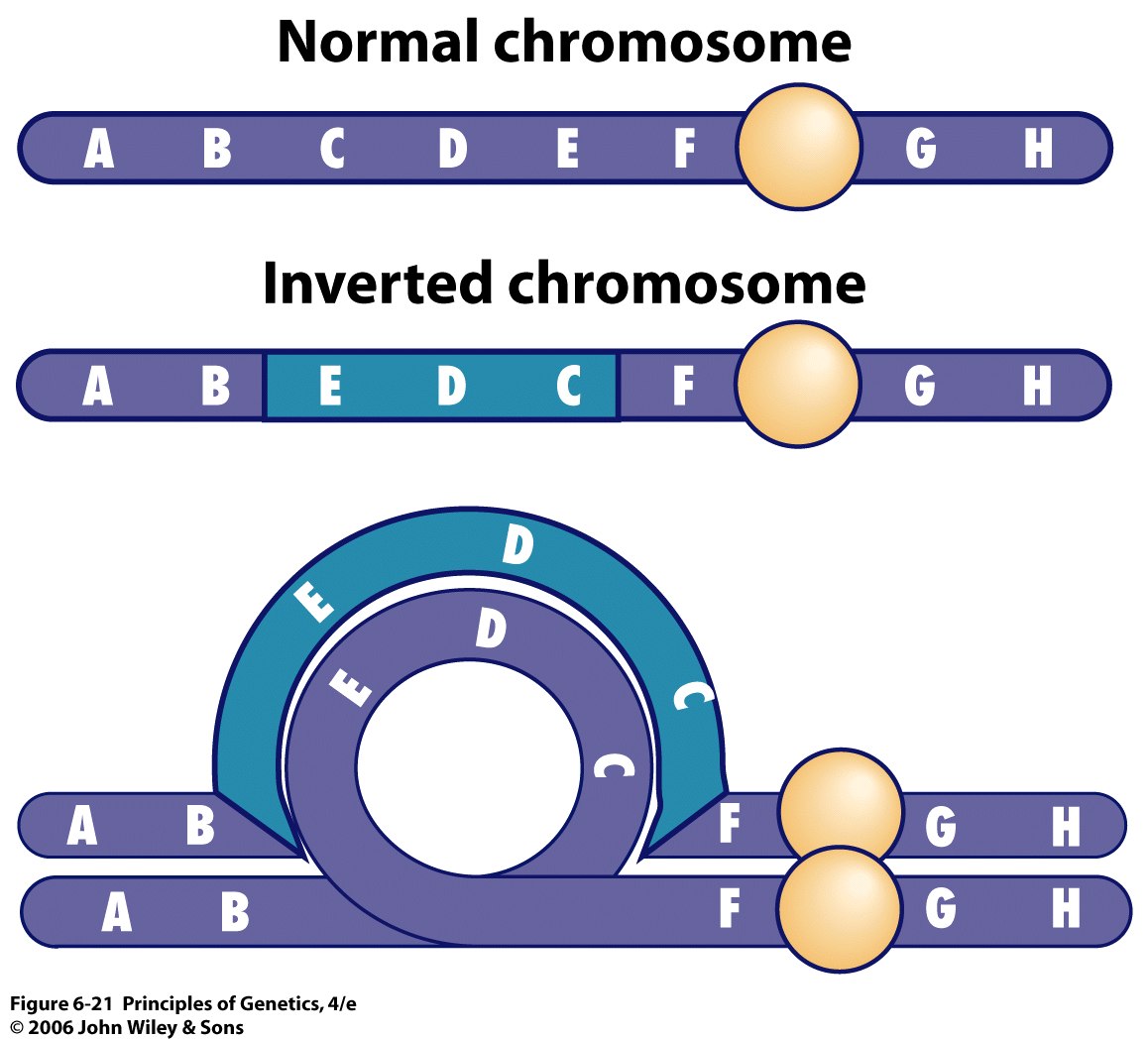 principles-of-genetics-4-e